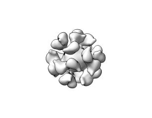 A cryoelectron microscopic reconstruction model of the EBV gp350-ferritin nanoparticle.