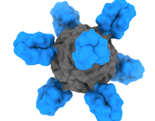 Model of the H1ssF nanoparticle.