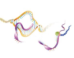 Illustration of DNA transcription into RNA and RNA translation into a protein.