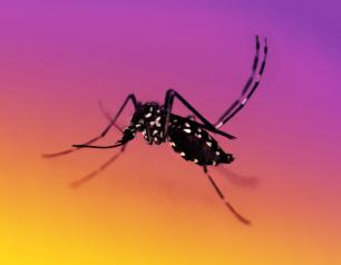 A photo of a black mosquito with striped legs, sitting on a colorized yellow, orange and purple surface