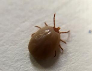 An engorged adult female deer tick