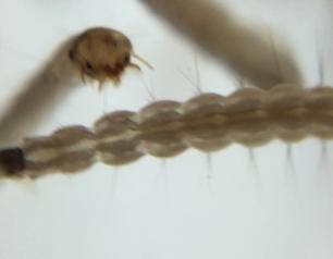 Aedes mosquito larvae.