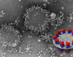 EM of spiked nanodiscs and schematic model of nanodisc