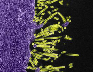 Flu virus particles on a cell