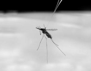 a mosquito and a needle