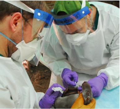 Obtaining a blood sample from a hammer-headed fruit bat for longitudinal Ebola virus ecology studies