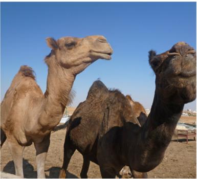 Dromedary camels in Jordan