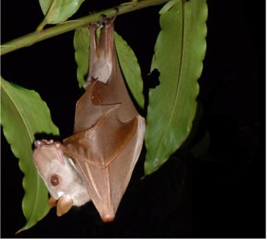 Male hammer-headed fruit bat (Hypsignathus monstrosus) in the Republic of the Congo