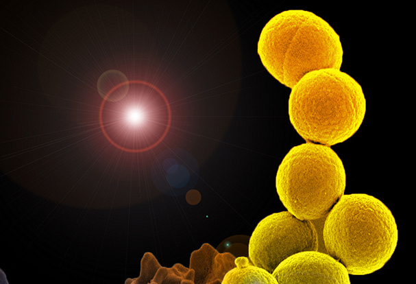 Colorized scanning electron micrograph of a white blood cell interacting with an antibiotic resistant strain of Staphylococcus aureus bacteria.