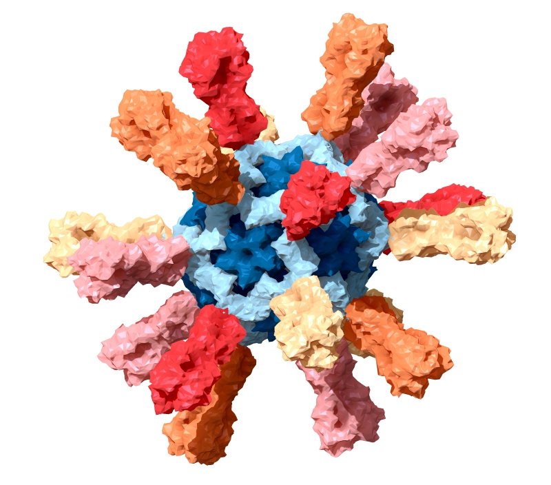 computer-generated image of nanoparticle influenza vaccine